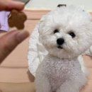김동물병원 인공수정소 | 강아지 홍삼 간식 레디펫고 : 홍삼이랑 유산균 관절 면역. 기호성 좋은 국내산 가수분해간식