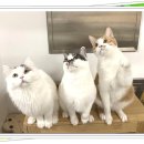 아이조아요양보호소 안양점 이미지