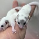 펫엔글라이더본점 이미지