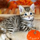 달루나캣츠 고양이전문 평택점 이미지