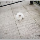 펫블리 이미지
