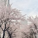 우리들일산점 | 일산라페스타마사지 우리바디발마사지 일산점 후기(한국인 관리사)