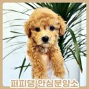 퍼피댕 강아지분양 무료분양 대전유성점말티즈포메라니안입양 | 서산강아지무료분양 안심입양 퍼피댕