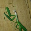 오물오물