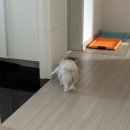 의료법인 청주병원 | [2탄] 청주 나래동물의료센터 강아지 슬개골수술 후기💐 (수술 후부터~한달경과)