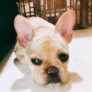 노성남 동물병원 이미지