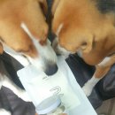 유목장 | [강아지간식]어글어글 전라도 다도유목장 무항생제 산양유 무염치즈