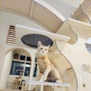 묘릉도원 이미지