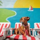 Luxury Dog 이미지