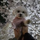 중앙시장(벚꽃상가방면) | 천안 아이와 원성천 벚꽃 포토존 좌표 찍음 (주차 화장실 포함)