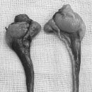 덕정 동물의료센터 이미지