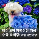 관용농장 | 대만 수국 시즌 시작! 타이베이 양명산 죽자호 수국밭 타이베이명소 가볼곳 6월대만여행