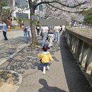 경희대 혜정박물관 | 수원 용인 벚꽃 명소 경희대 18개월 아기랑 나들이, 주차정보 꿀팁 후기