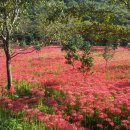 함평 용천사 ~영광 불갑사 꽃무릇 도보(9. 22. 일) -수정 이미지