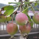 지곡천 산책로 이미지