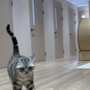 에어묘앤비 이미지