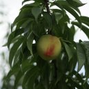 화영농장 이미지