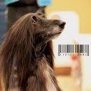 도그이살롱 이미지