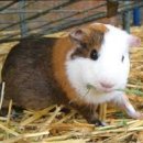 24시폴동물병원 이미지