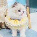 강남고양이분양 스타돌스 이미지