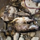 강변민박 이미지