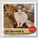 꽃마중 | 전주))길고양이들의 천국:오늘나의선물 꽃_리트리버가 마중나오는카페
