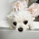 베베시오 | [강아지 제품]베베시오 포켓 올인원 강아지 애견 샴푸 사용후기