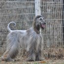 아이페티앙 이미지