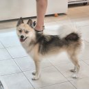 더맛있개 이미지