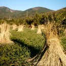 고흥군농업기술센터 이미지