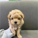 버디독 강아지분양 안심분양센터 시흥점 이미지