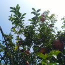 한림정가든 이미지