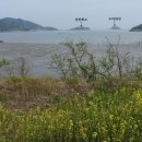 고미발톱 이미지