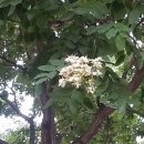 꽃이야기 - 회화나무 이미지