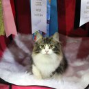 포레스트캣 이미지