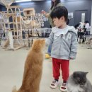 천안두정중학교 | 천안고양이카페 두정동 데이트코스 아이동반후기