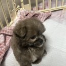 루원하이동물병원 | 루원시티(가정동) 동물병원 쪼꼬메디컬센터 후기