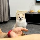 부리나케밥 이미지