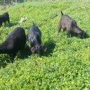 약초흑염소농장 이미지