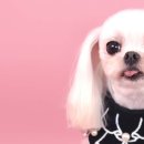 퀸펫살롱 이미지