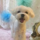 코코애견샵 이미지