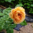 썽 이데 쟈뎅 장미(100 Idées Jardin' Rose) - Shrub - Bred by Dr. Keith W. Zary. 이미지