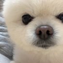 해피멍멍이 이미지