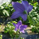 진동산채민박 이미지