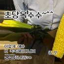 초당환경(유) | 클래식 농원 초당옥수수 (찜기 없이 삶는 방법 + 촉촉하게 만드는 tip)