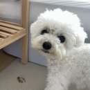 신기2구 | 강아지 밥그릇 2구, 슬로우피더 식기세트 낫띵베럴 후기