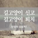 길고양이 퇴치방법 이미지