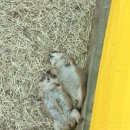 강릉 쌍둥이 동물농장 이미지