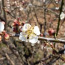 [북부] 우쿨렐레 이미지