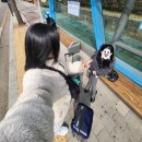 럭키PC | 제주도 여행 3박 4일 후기 | 렌트카 필수 | 맛집, 함덕 해수욕장, 산방산, 유채꽃, 게하파티, 혼술바